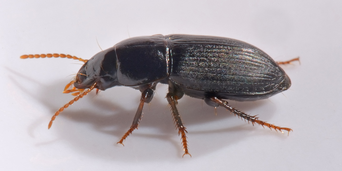 Carabidae: Harpalus sp.? H. modestus !!!